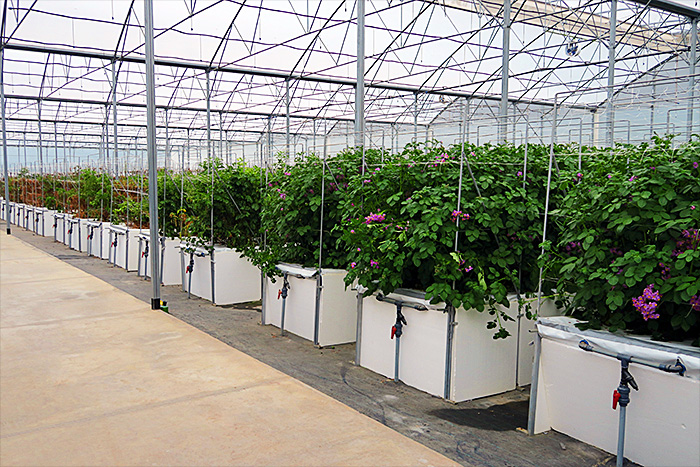 INVERNADERO PRODUCCIÓN DE SEMILLAS. Ministerio de agricultura, Ecuador